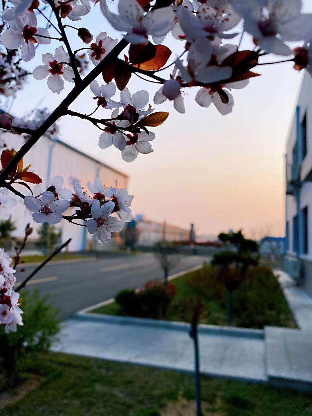  ǲ(й)ٷվH677 ױ ƻ̫ҫ۵ĹΪƵͶһĨɫ봺֦ͷµĻ佻ӦγȻһνڻƻ.jpg